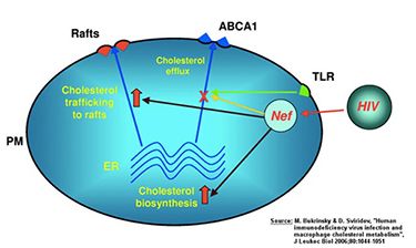 HIV and cardiovascular diseases diagram:Rafts, PM, ABCA1, TLR, Cholesterol tracking to rafts, Cholesterol efflux, Cholesterol Biosynthesis