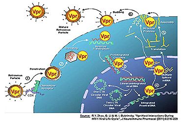 The HIV protein Vpr and its interactions with the host cell diagram: VPR, viral protein accessory